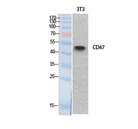 Western Blot - Anti-CD47 Antibody (C30356) - Antibodies.com