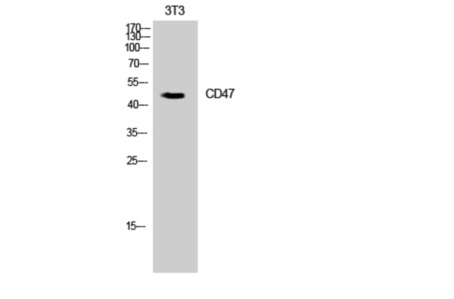 Western Blot - Anti-CD47 Antibody (C30356) - Antibodies.com