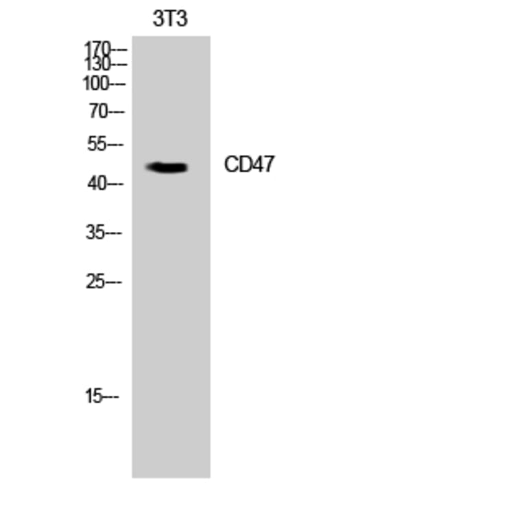 Western Blot - Anti-CD47 Antibody (C30356) - Antibodies.com