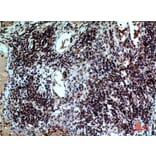 Immunohistochemistry - Anti-CD47 Antibody (C30356) - Antibodies.com