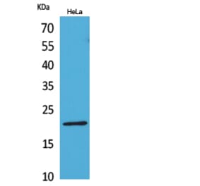 Western Blot - Anti-CD3E Antibody (C30321) - Antibodies.com