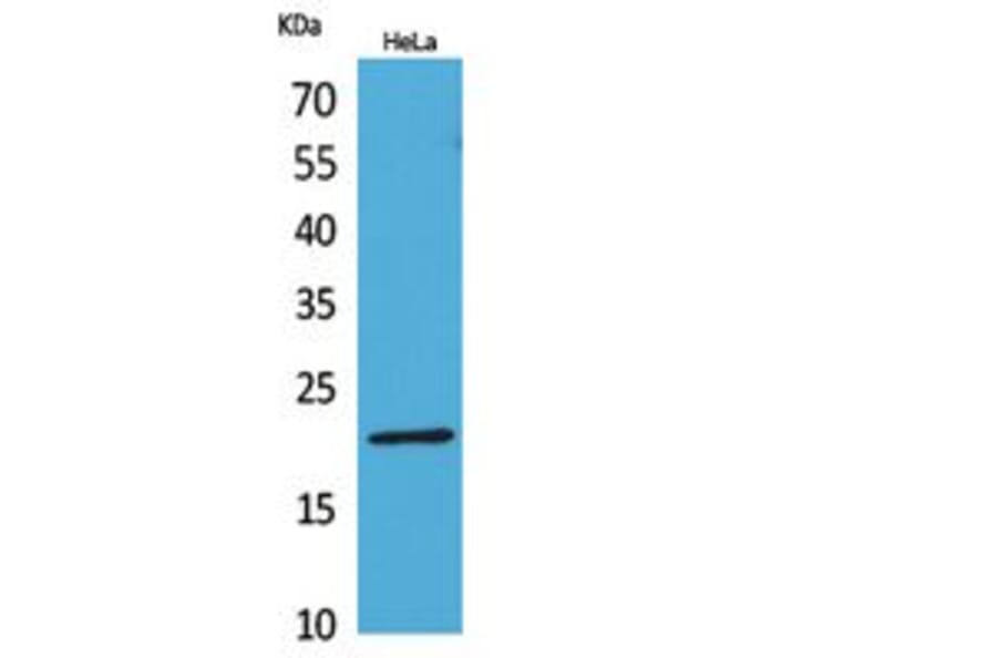 Western Blot - Anti-CD3E Antibody (C30321) - Antibodies.com
