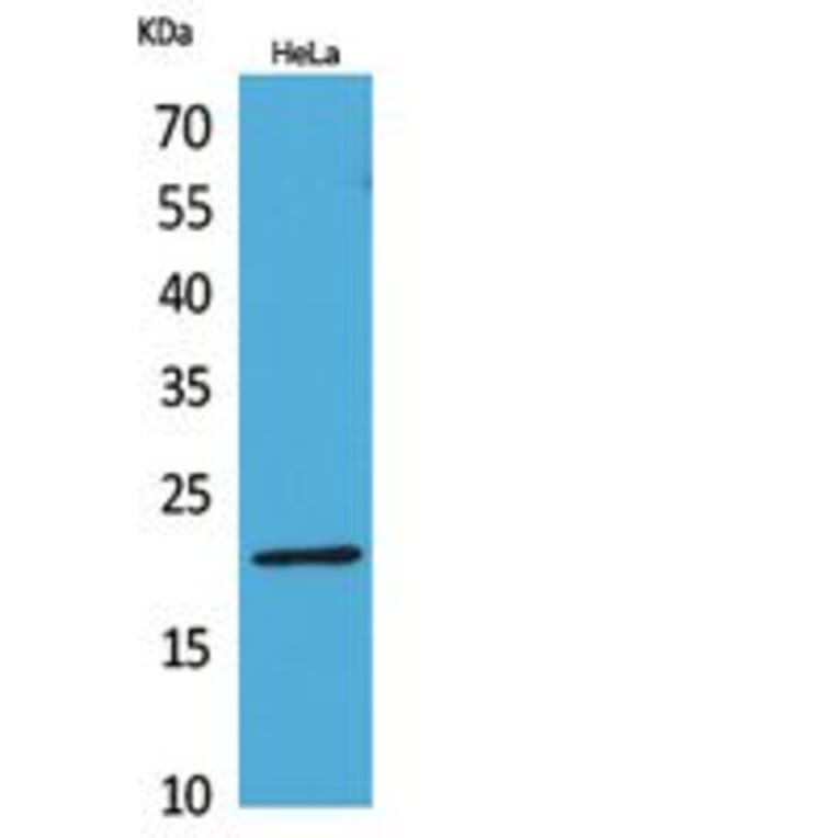 Western Blot - Anti-CD3E Antibody (C30321) - Antibodies.com