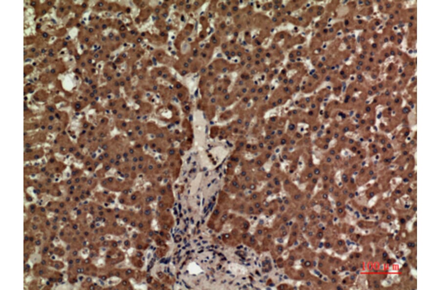 Immunohistochemistry - Anti-CD3E Antibody (C30321) - Antibodies.com