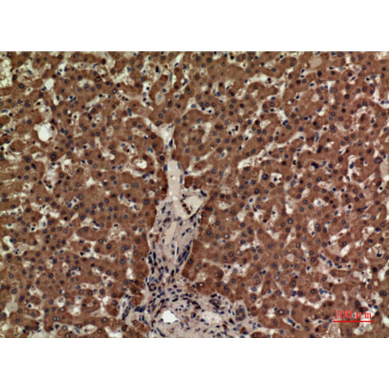 Immunohistochemistry - Anti-CD3E Antibody (C30321) - Antibodies.com