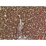 Immunohistochemistry - Anti-CD3E Antibody (C30321) - Antibodies.com