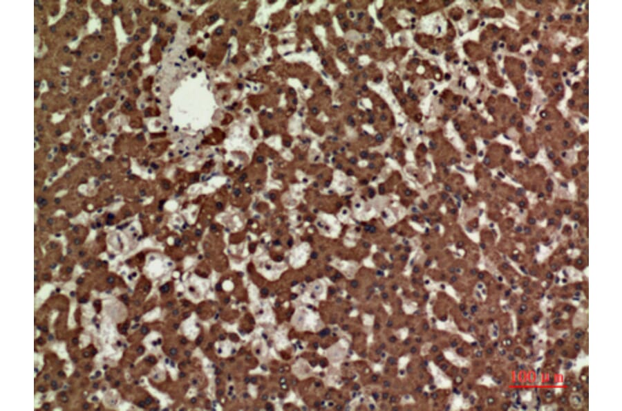 Immunohistochemistry - Anti-CD3E Antibody (C30321) - Antibodies.com