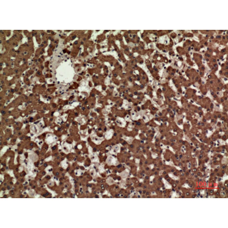 Immunohistochemistry - Anti-CD3E Antibody (C30321) - Antibodies.com