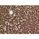 Immunohistochemistry - Anti-CD3E Antibody (C30321) - Antibodies.com