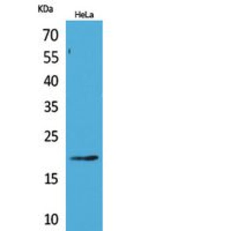 Western Blot - Anti-CD3D Antibody (C30320) - Antibodies.com