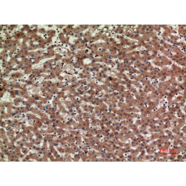 Immunohistochemistry - Anti-CD3D Antibody (C30320) - Antibodies.com