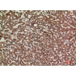 Immunohistochemistry - Anti-CD3D Antibody (C30320) - Antibodies.com