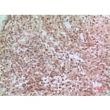 Immunohistochemistry - Anti-CD3D Antibody (C30320) - Antibodies.com