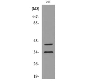 Western Blot - Anti-CD38 Antibody (C30348) - Antibodies.com