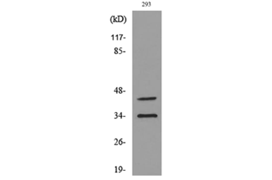 Western Blot - Anti-CD38 Antibody (C30348) - Antibodies.com