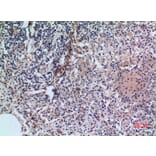 Immunohistochemistry - Anti-CD38 Antibody (C30348) - Antibodies.com