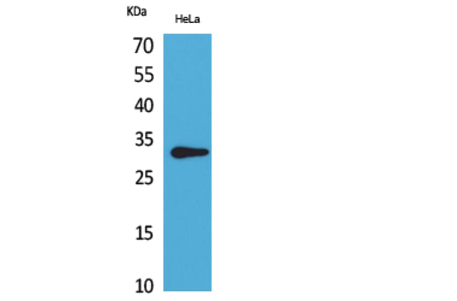 Western Blot - Anti-CD37 Antibody (C30347) - Antibodies.com