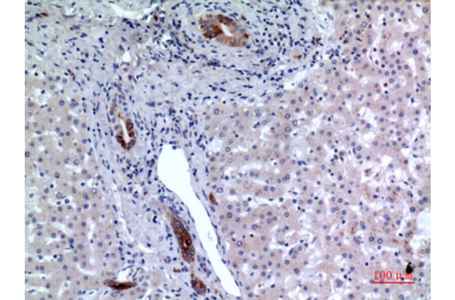 Immunohistochemistry - Anti-CD37 Antibody (C30347) - Antibodies.com