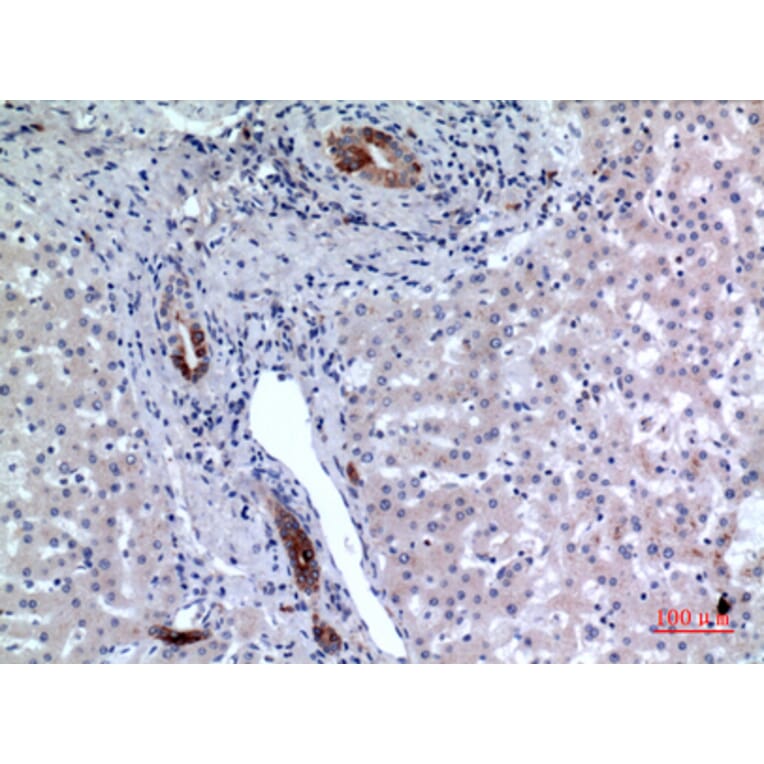 Immunohistochemistry - Anti-CD37 Antibody (C30347) - Antibodies.com