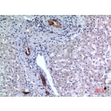 Immunohistochemistry - Anti-CD37 Antibody (C30347) - Antibodies.com