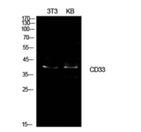 Western Blot - Anti-CD33 Antibody (C30344) - Antibodies.com