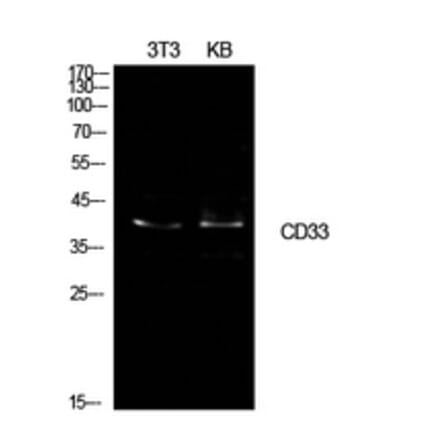 Western Blot - Anti-CD33 Antibody (C30344) - Antibodies.com