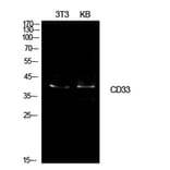 Western Blot - Anti-CD33 Antibody (C30344) - Antibodies.com