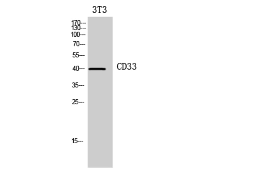 Western Blot - Anti-CD33 Antibody (C30344) - Antibodies.com