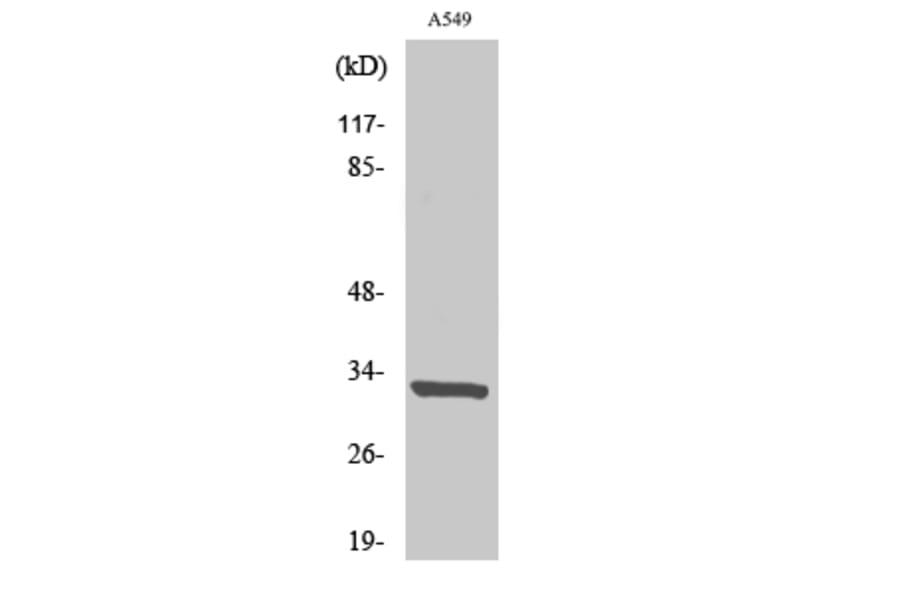 Western Blot - Anti-CD20 Antibody (R12-2067) - Antibodies.com