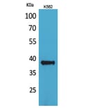 Western Blot - Anti-CD1C Antibody (C30316) - Antibodies.com