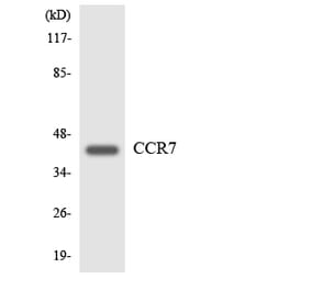 Western Blot - Anti-CCR7 Antibody (R12-2578) - Antibodies.com