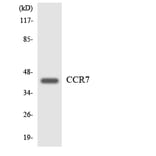 Western Blot - Anti-CCR7 Antibody (R12-2578) - Antibodies.com