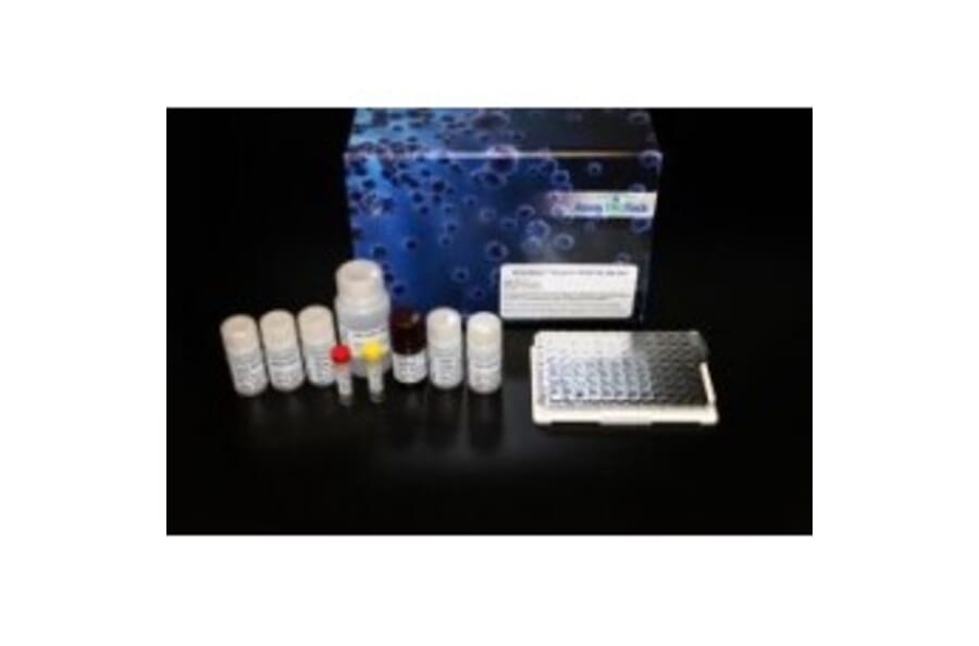 Western Blot - Anti-CCR6 Antibody (C30470) - Antibodies.com