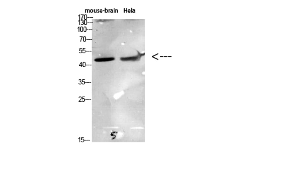 Western Blot - Anti-CCR6 Antibody (C30470) - Antibodies.com