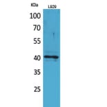 Western Blot - Anti-CCR3 Antibody (C30578) - Antibodies.com