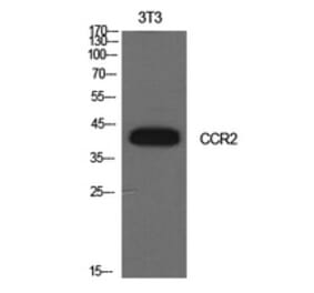 Western Blot - Anti-CCR2 Antibody (C30546) - Antibodies.com