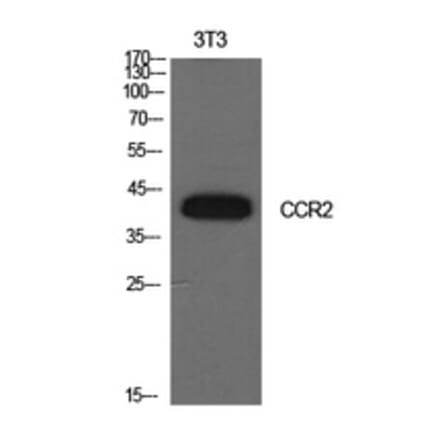 Western Blot - Anti-CCR2 Antibody (C30546) - Antibodies.com