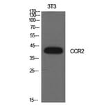 Western Blot - Anti-CCR2 Antibody (C30546) - Antibodies.com