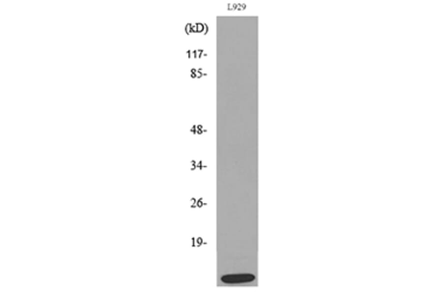 Western Blot - Anti-CCL8 Antibody (C30592) - Antibodies.com
