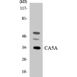Western Blot - Anti-CA5A Antibody (R12-2557) - Antibodies.com