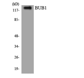 Western Blot - Anti-BUB1 Antibody (R12-2550) - Antibodies.com