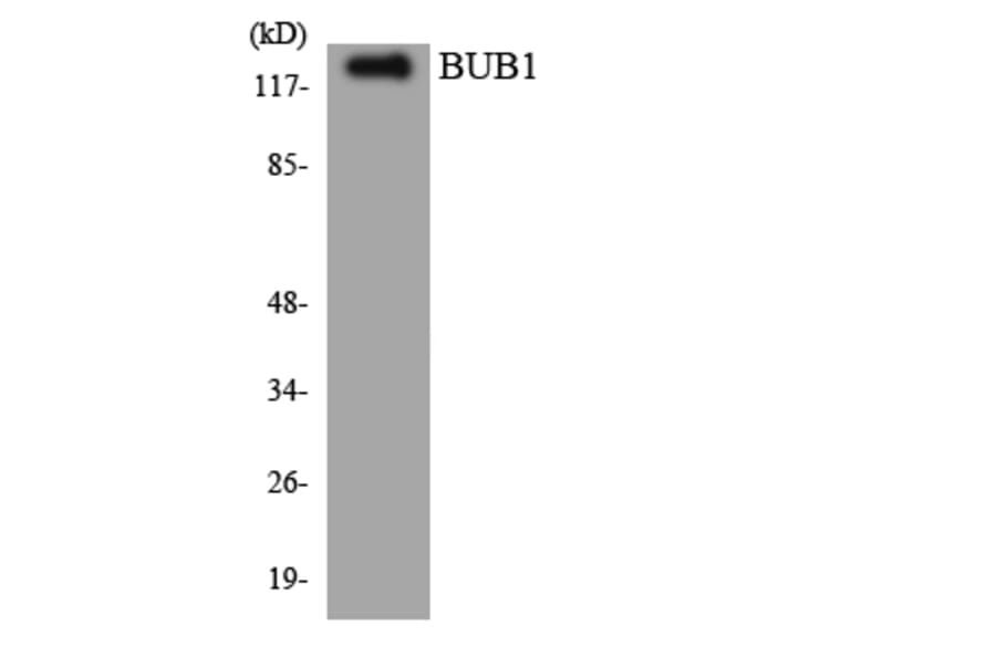 Western Blot - Anti-BUB1 Antibody (R12-2550) - Antibodies.com