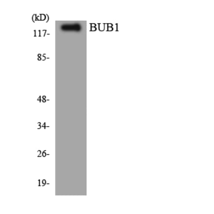 Western Blot - Anti-BUB1 Antibody (R12-2550) - Antibodies.com