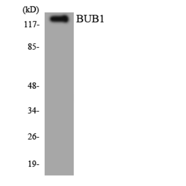 Western Blot - Anti-BUB1 Antibody (R12-2550) - Antibodies.com