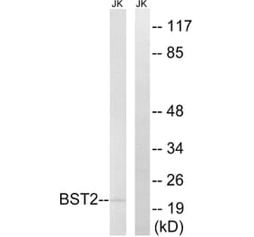 Western Blot - Anti-BST2 Antibody (C14755) - Antibodies.com