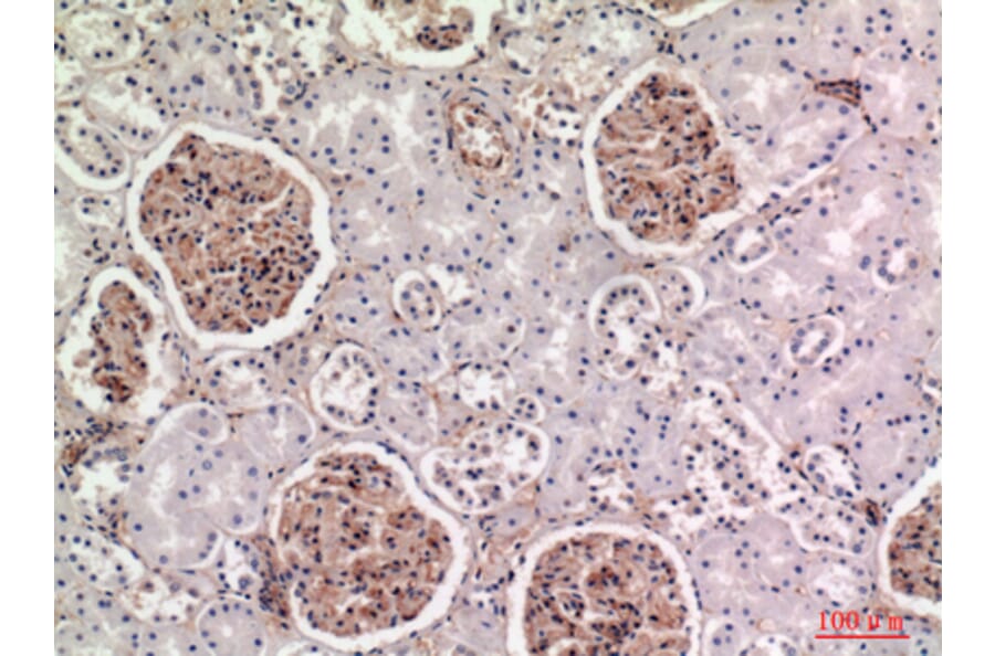 Immunohistochemistry - Anti-BST2 Antibody (C30440) - Antibodies.com