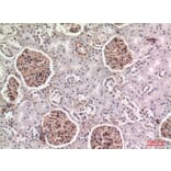 Immunohistochemistry - Anti-BST2 Antibody (C30440) - Antibodies.com