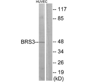 Western Blot - Anti-BRS3 Antibody (G217) - Antibodies.com