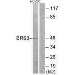 Western Blot - Anti-BRS3 Antibody (G217) - Antibodies.com