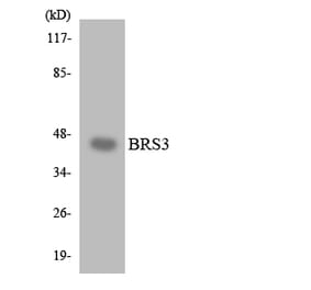 Western Blot - Anti-BRS3 Antibody (R12-2547) - Antibodies.com